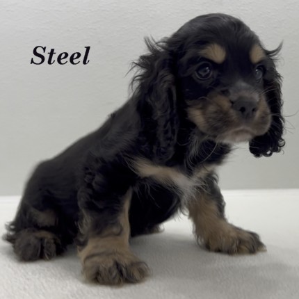 puppy, for, sale, Cocker Spaniel, Joe & Cherri  Overlease, dog, breeder, Miller, MO, dog-breeder, puppy-for-sale, forsale, nearby, find, puppyfind, locator, puppylocator, aca